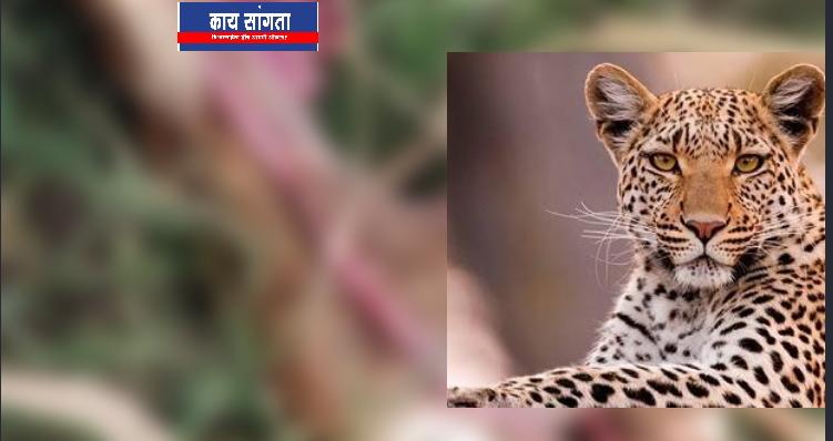 Leopard again attacks a dog in Vadgaon A climate of fear among citizens