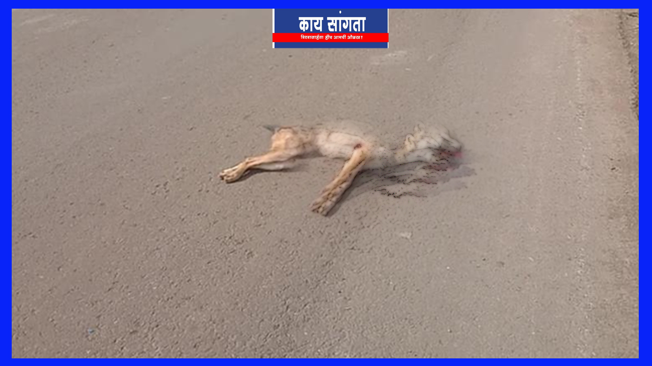 A fox died in a collision with a speeding vehicle on Kamone Phata