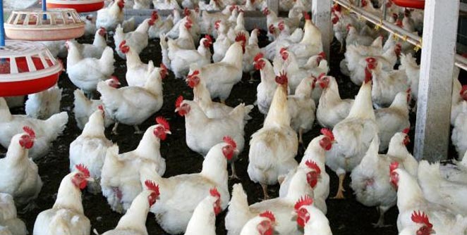 Launch of Poultry Training in Solapur
