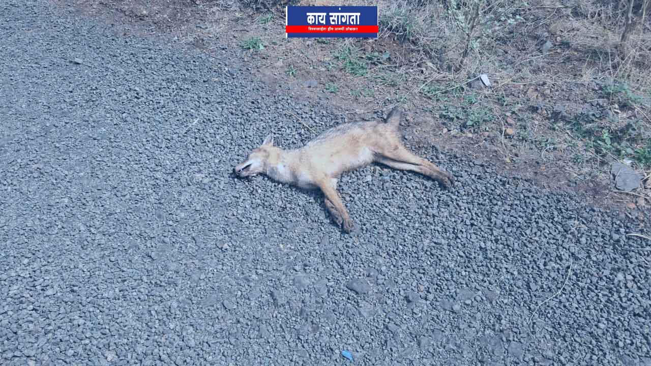 Death of a fox on the roadside in Bitargaon Sri area