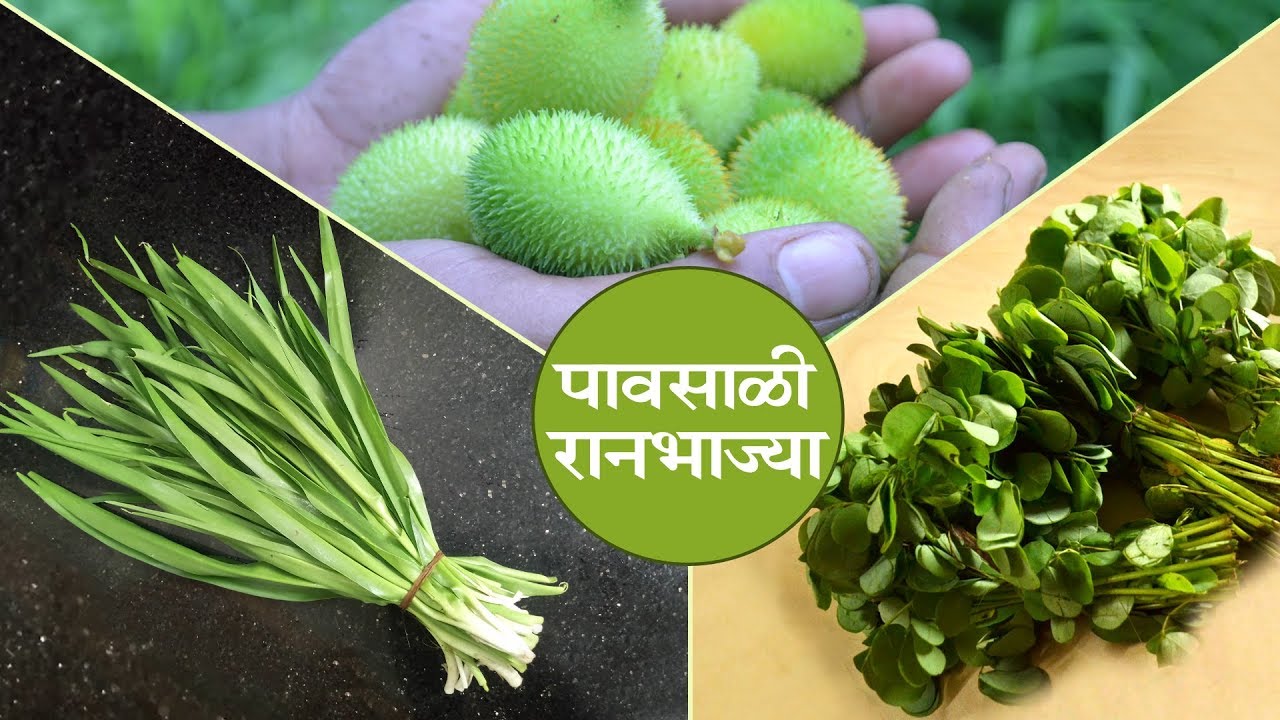 Wild vegetable festival in Solapur on Saturday